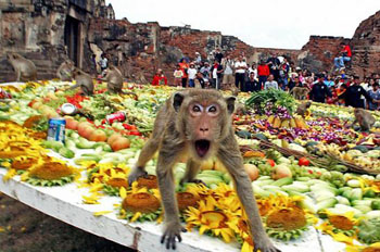 350x232, 67 Kb / обезьяны, банкет