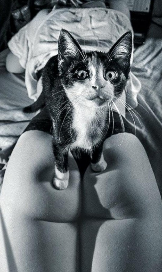 537x900, 119 Kb / женщина, кот, ч/б, попа