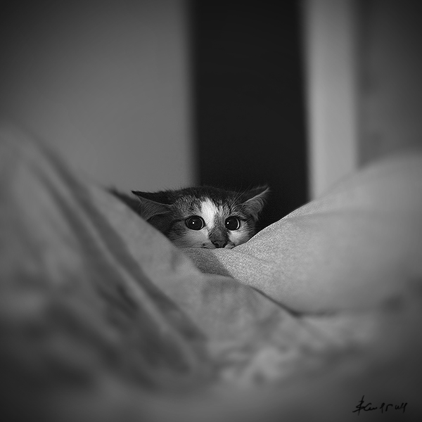 600x600, 84 Kb / котёнок, хищник