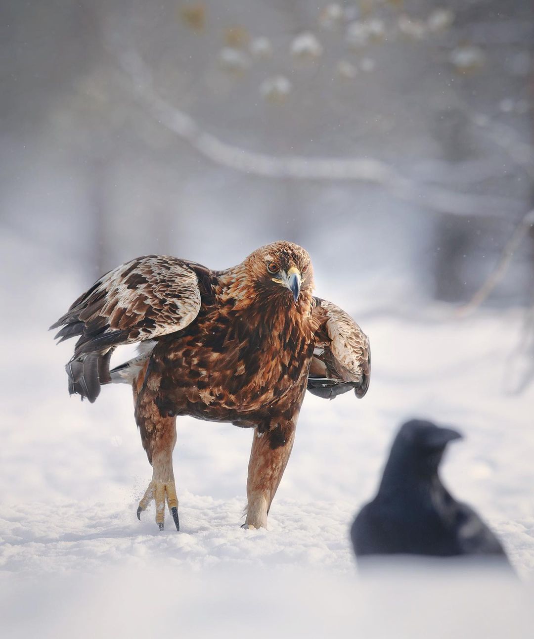1080x1292, 128 Kb / птица, ворона, ястреб, снег, зима, орёл, беркут