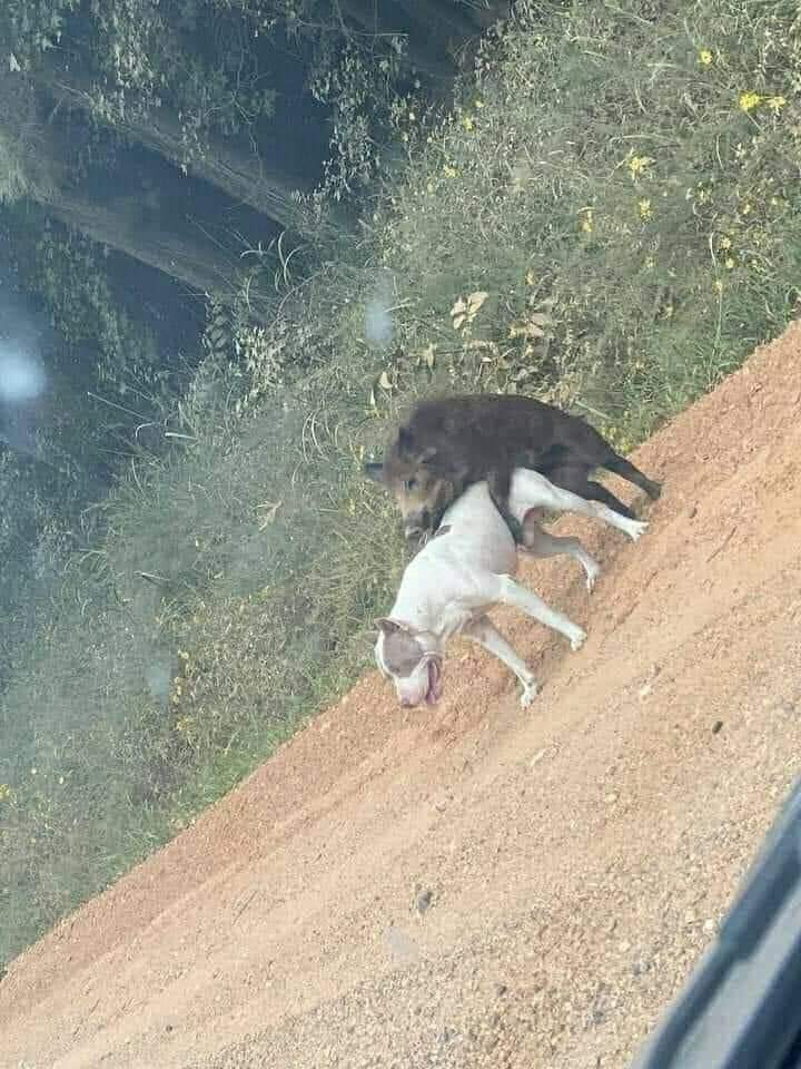 720x960, 99 Kb / Собака, кабан, секс