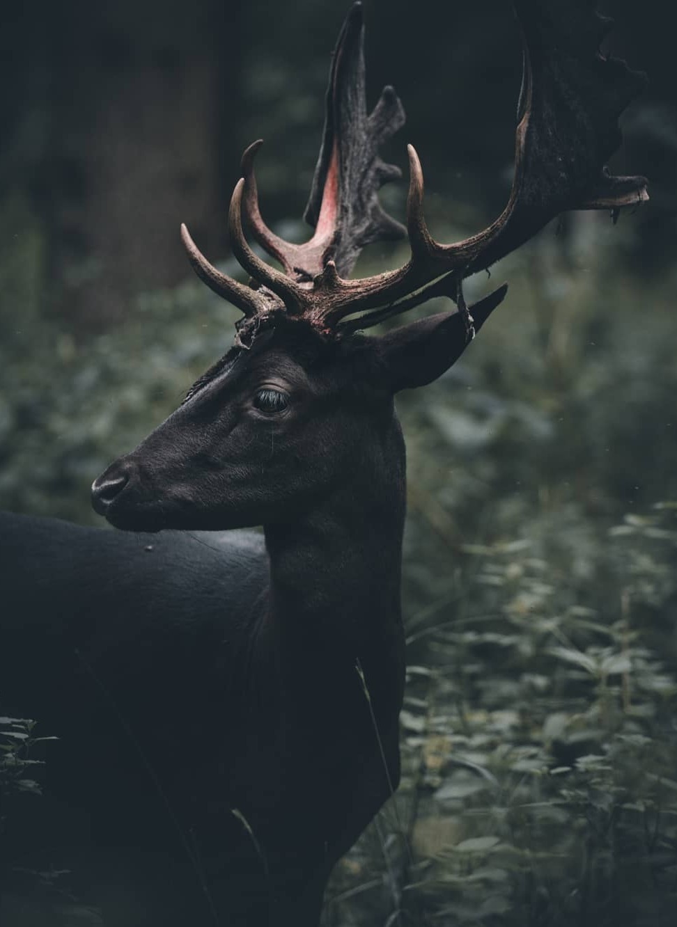 972x1332, 120 Kb / олень, рога