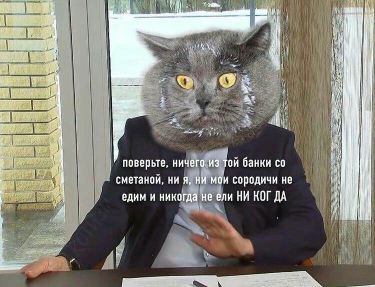 750x574, 102 Kb / кот, сметана, никогда