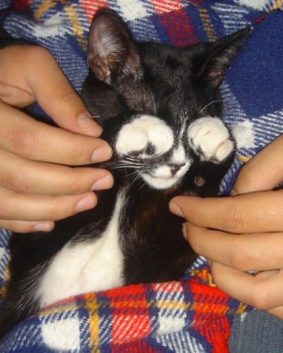 401x500, 60 Kb / кот, стыд