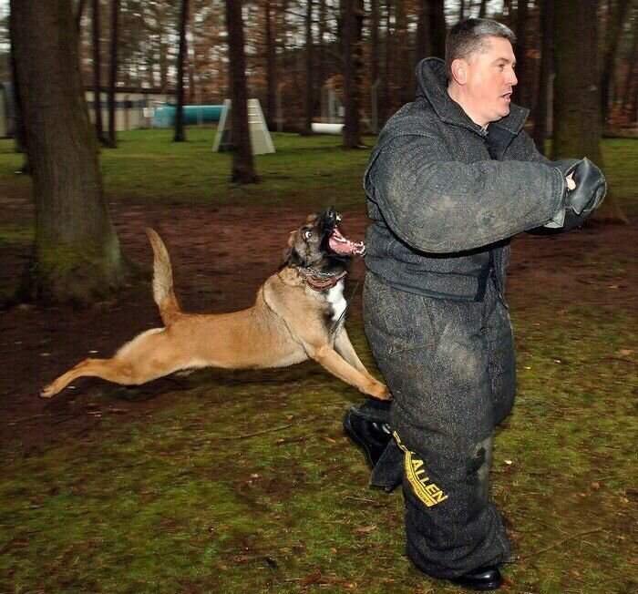 700x652, 135 Kb / собака, пасть, кусь