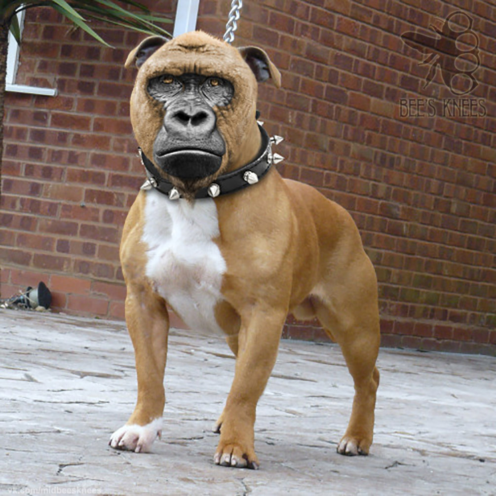 1005x1005, 276 Kb / Пёс, морда, цепь, ошейник,