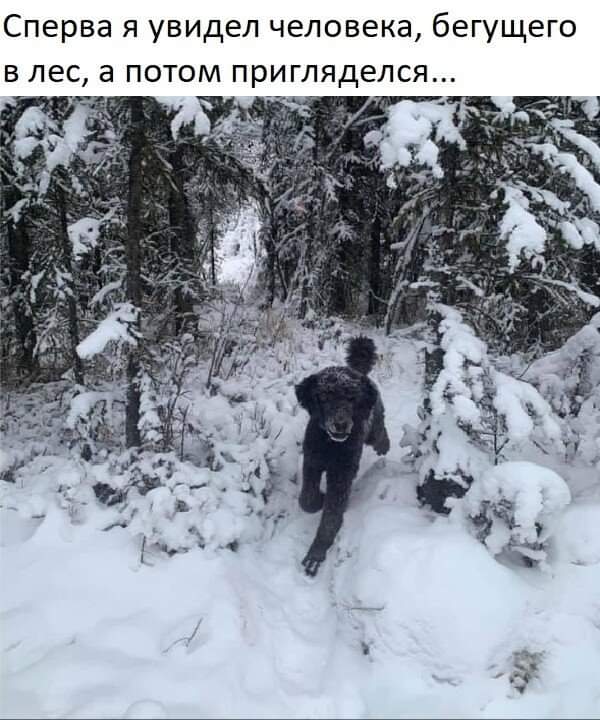 600x720, 61 Kb / Лес, снег, ветки, елки, зима, обман