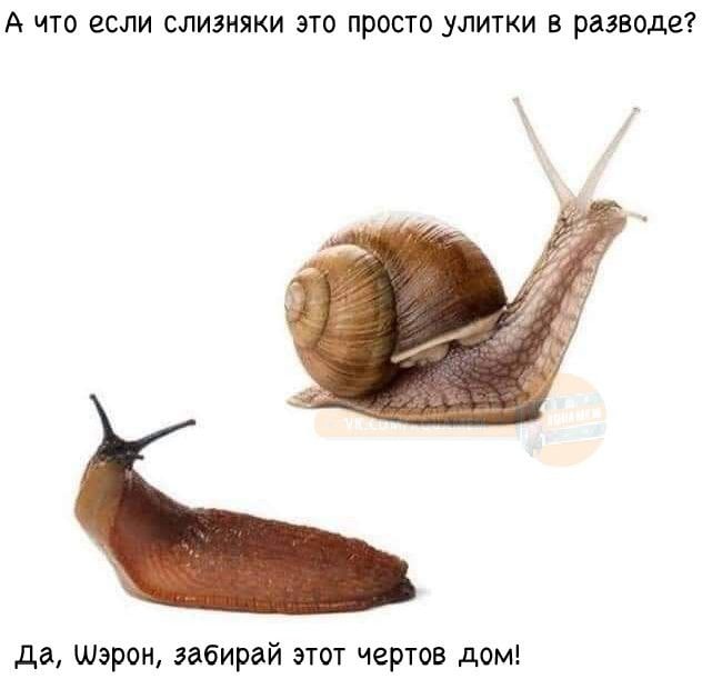 641x629, 40 Kb / улитка, слизняк, развод