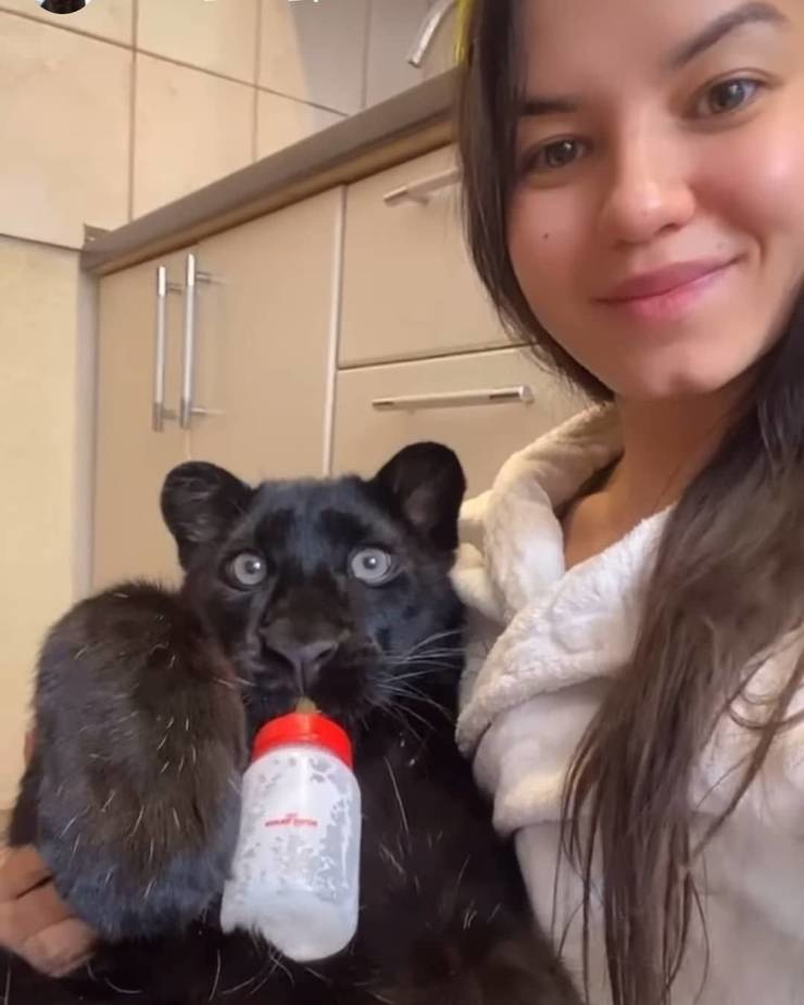 740x925, 74 Kb / черная пантера, котенок, бутылка, молоко