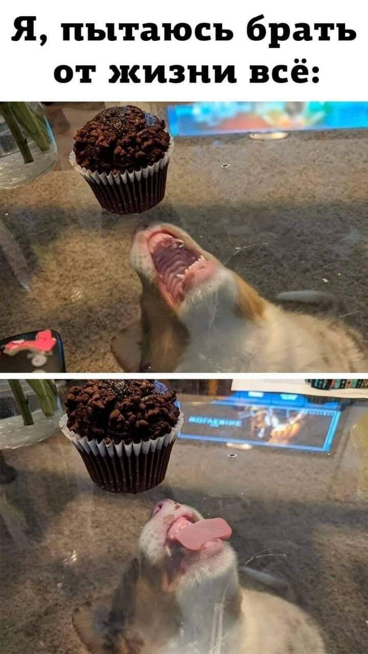 720x1278, 82 Kb / Собака, кекс, стол, стекло, язык