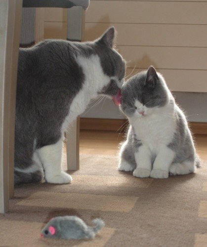 419x500, 32 Kb / кошка, котёнок, мышка