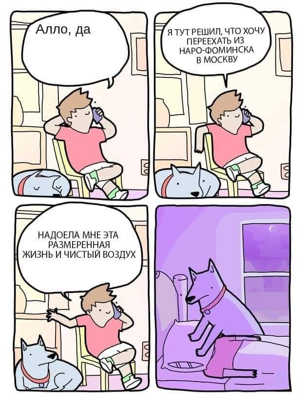 624x825, 62 Kb / Собака, подушка, переезд, наро-фоминск