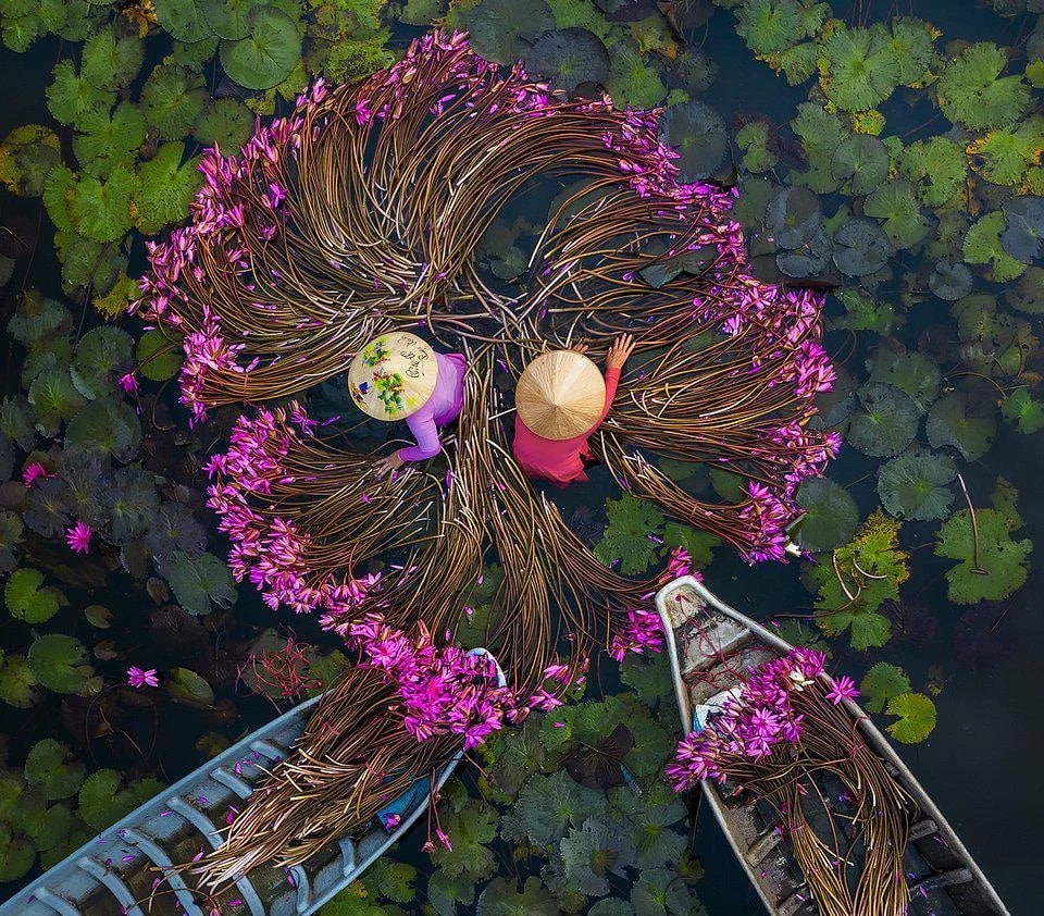 960x842, 310 Kb / Вьетнам, лилии, лодки, цветы