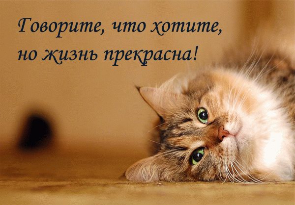 600x418, 59 Kb / Кот, кошка, жизнь, прекрасно
