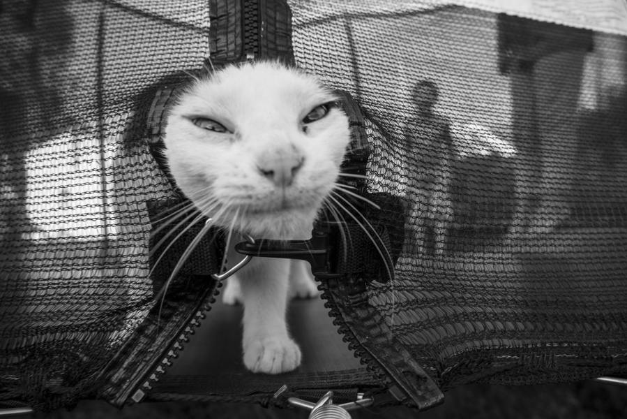 899x600, 93 Kb / ч/б, кот, кошка, батут, молния, сетка, замок, морда