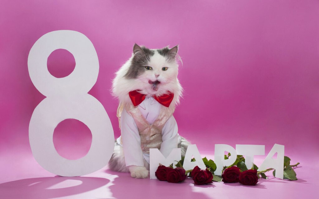 1024x640, 70 Kb / 8 марта, кот, цветы
