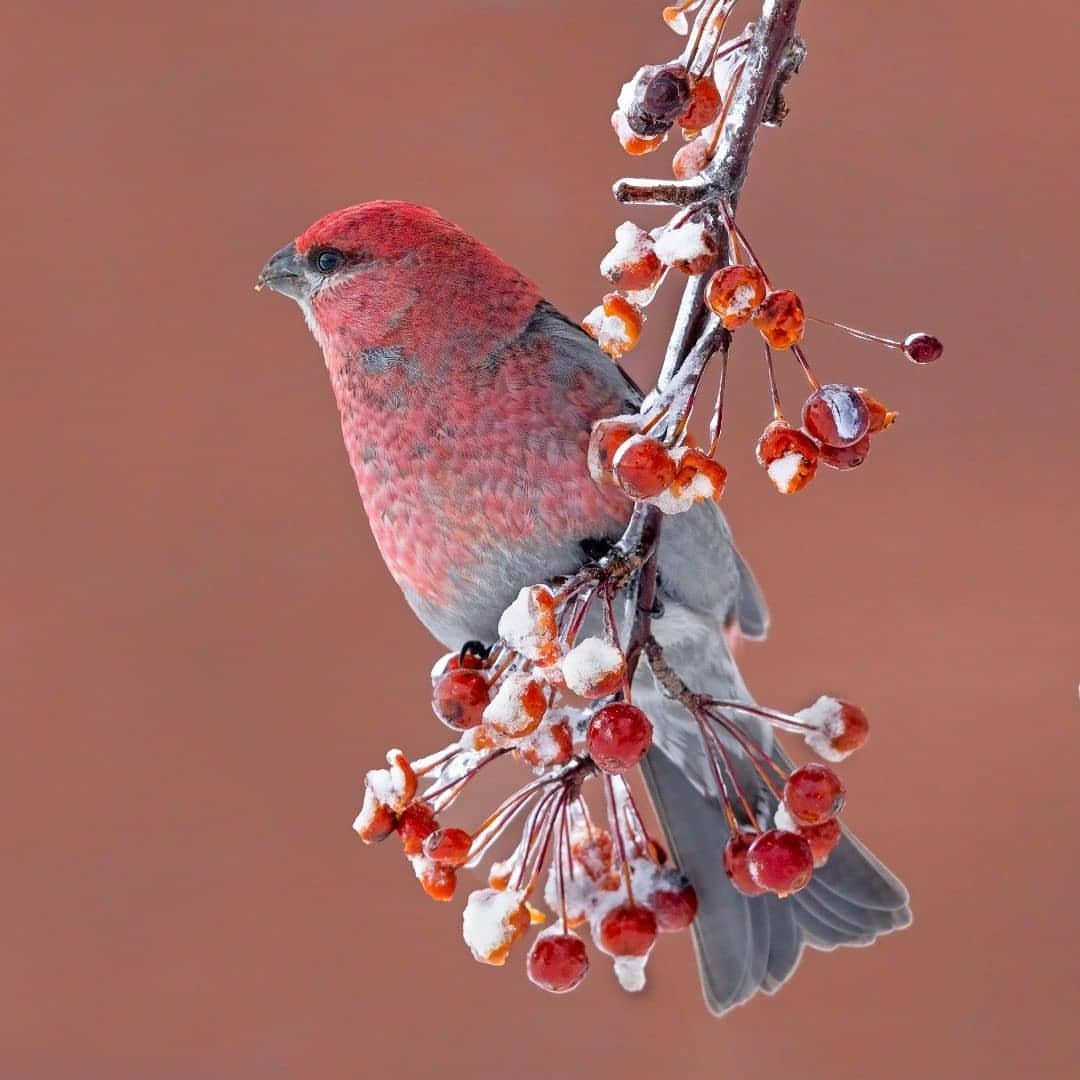 1080x1080, 92 Kb / птица, ягода, зима, ветка, дерево, вьюрок, щур