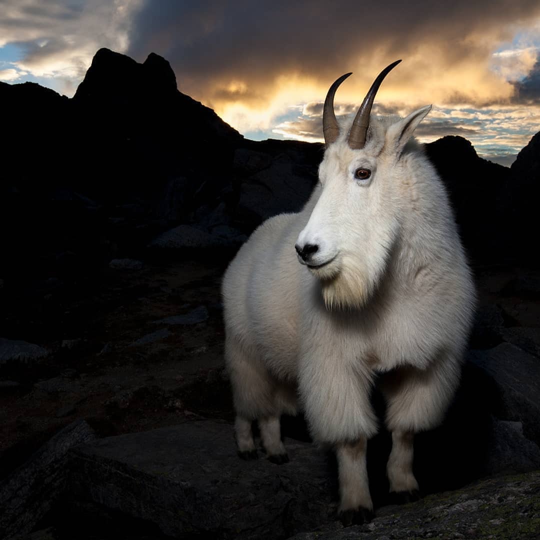 1080x1080, 92 Kb / козел, рога, белый, горы, облака