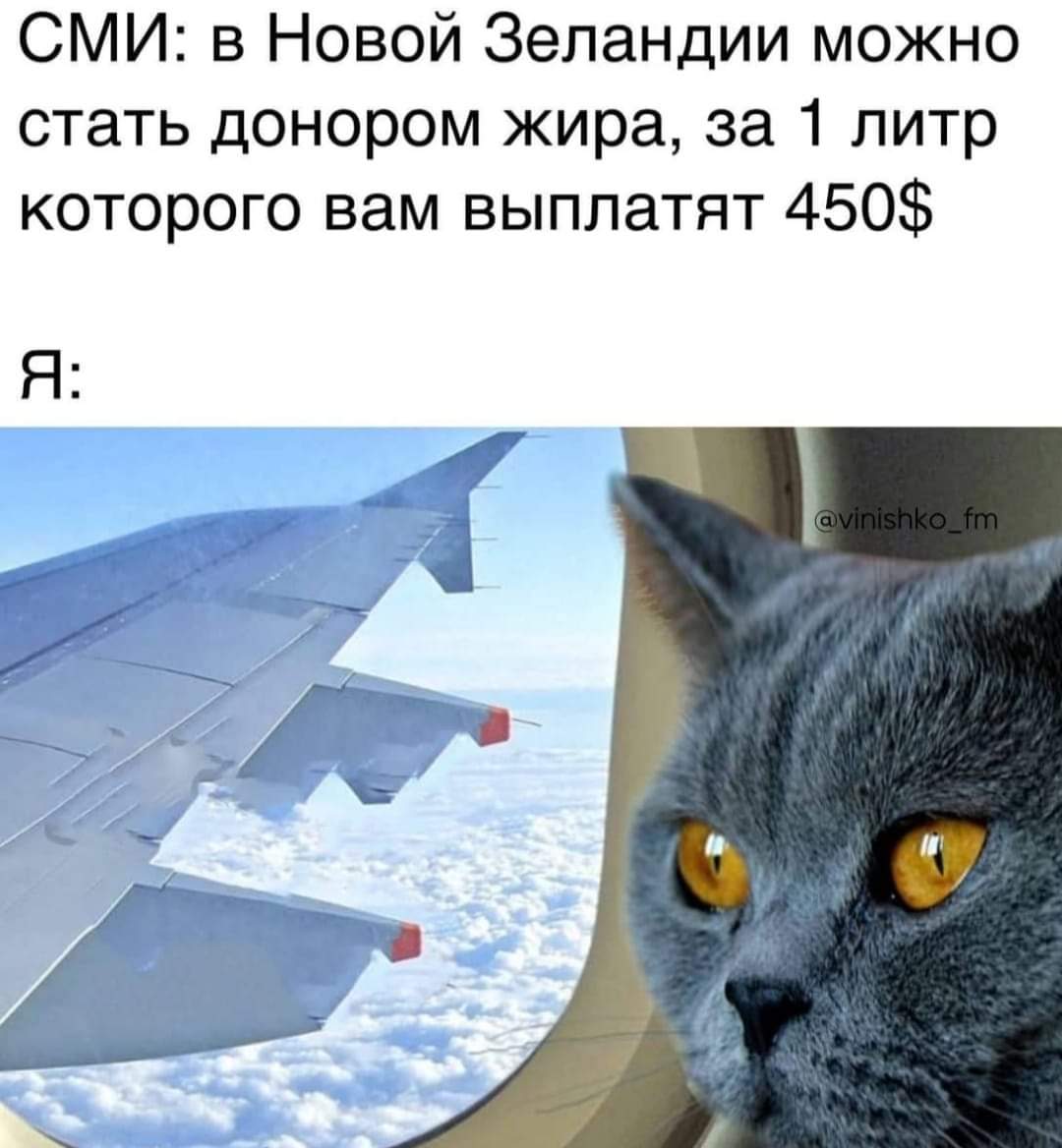 1080x1168, 87 Kb / Донор, кот, самолёт, иллюминатор