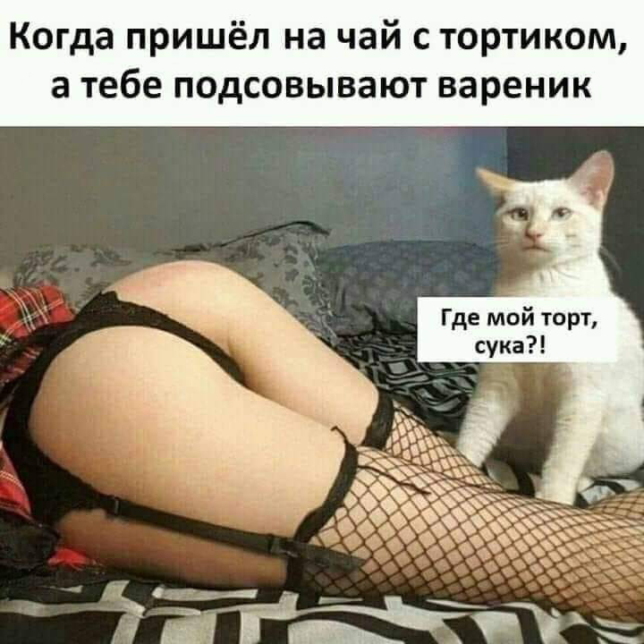 720x720, 139 Kb / попа, чулки, кот, торт, вареник