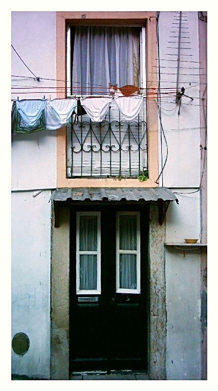 446x800, 72 Kb / кошка, балкон