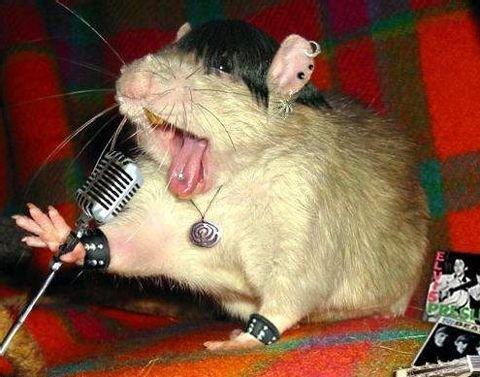 480x377, 39 Kb / крыса, певец