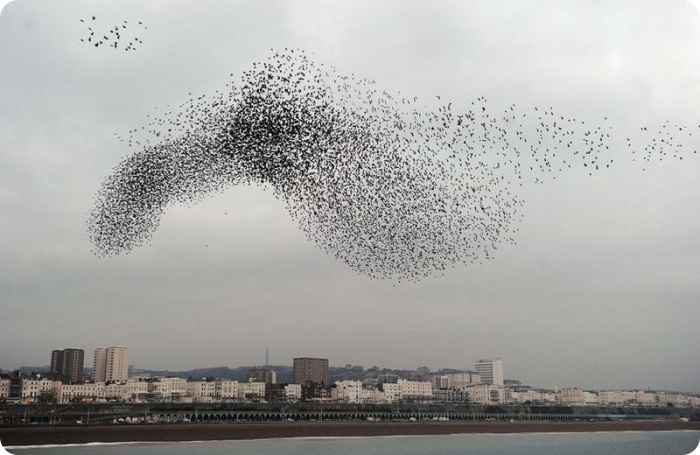 700x455, 96 Kb / птицы, стая, небо, хуй