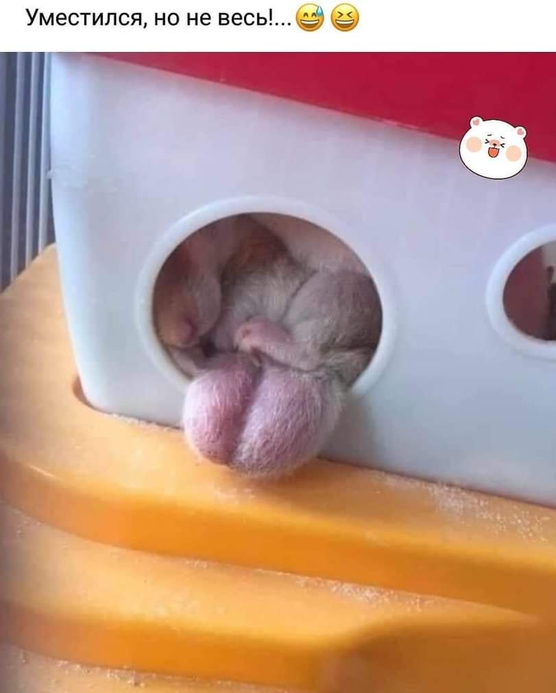 811x1011, 37 Kb / Яйца, животное, норка