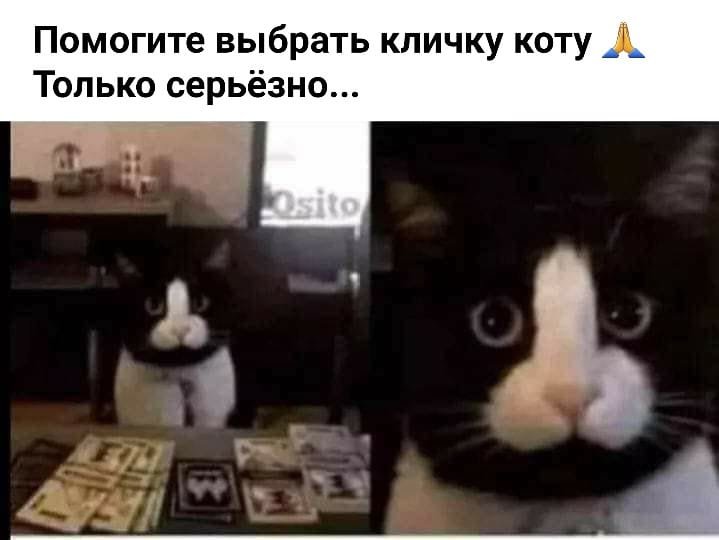 719x540, 39 Kb / Кот, морда, член, кличка