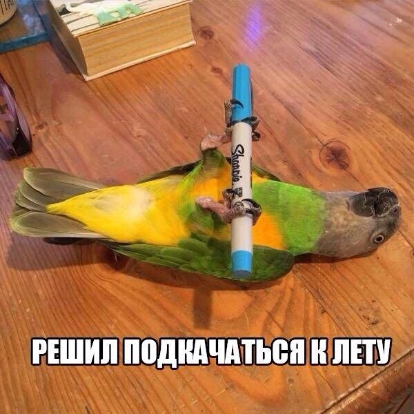 600x600, 72 Kb / Попугай, маркер, фломастер, стол, подкачаться