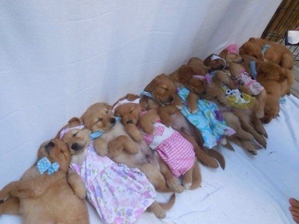 600x450, 43 Kb / Щенки, сон