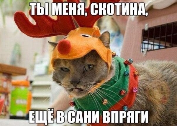 600x428, 60 Kb / кот, кошка, рога, косплей