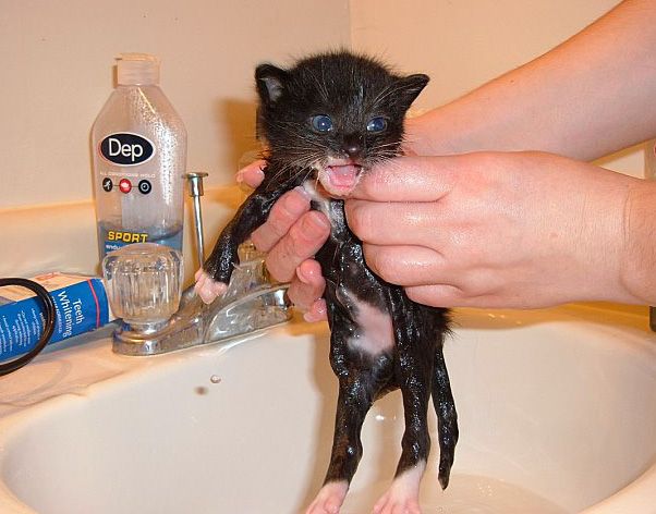 602x472, 46 Kb / котёнок, мойка