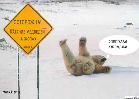 570x406, 27 Kb / медвед, белый, катание, жопа