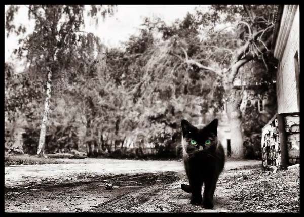 600x429, 59 Kb / кот, ч/б