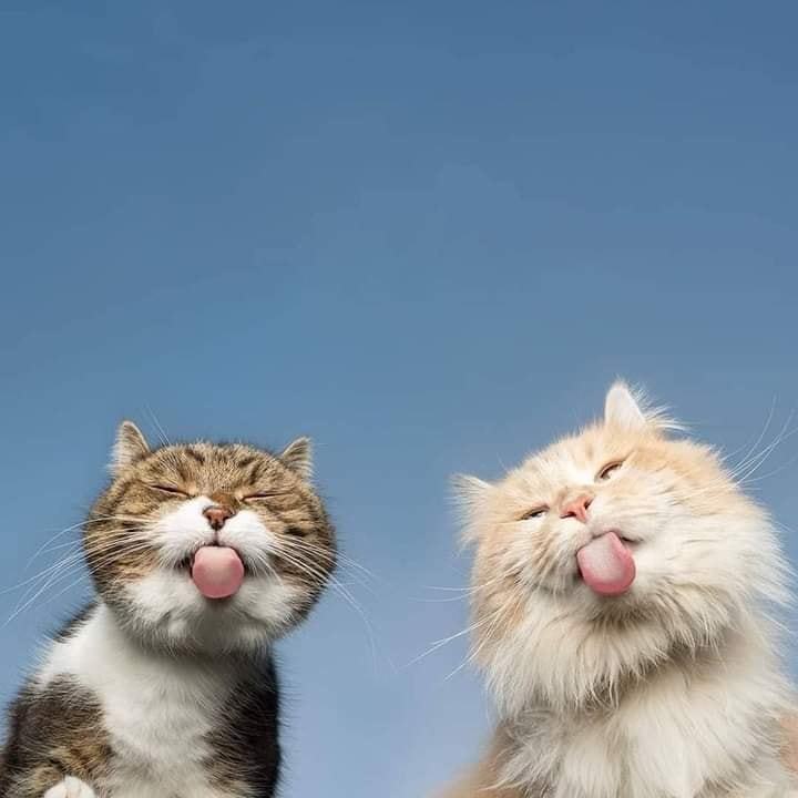 720x720, 35 Kb / коты, двое, небо, язык