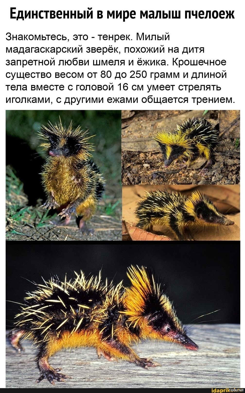 1008x1618, 408 Kb / тенрек, ежик, иголки, полоски