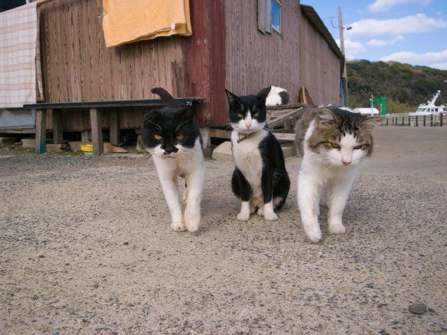 640x480, 90 Kb / троица, угроза, коты