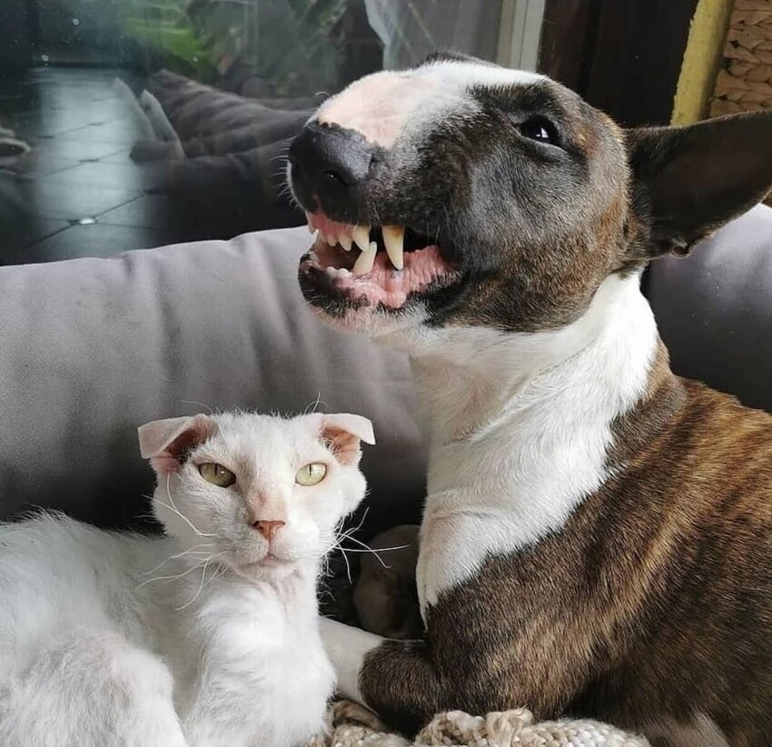 850x822, 164 Kb / кот, собака, оскал, бультерьер