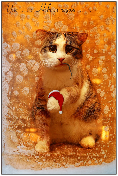 471x700, 147 Kb / новый год, кот, открытка, поздравление