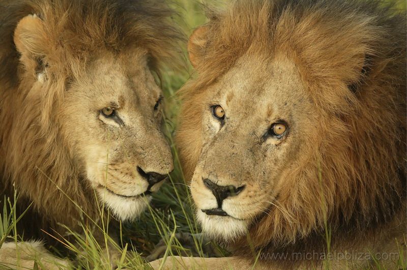 800x531, 98 Kb / львы