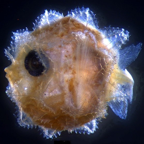 557x557, 80 Kb / луна-рыба