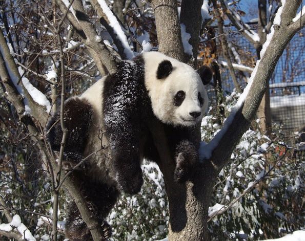 595x471, 83 Kb / панда, зима