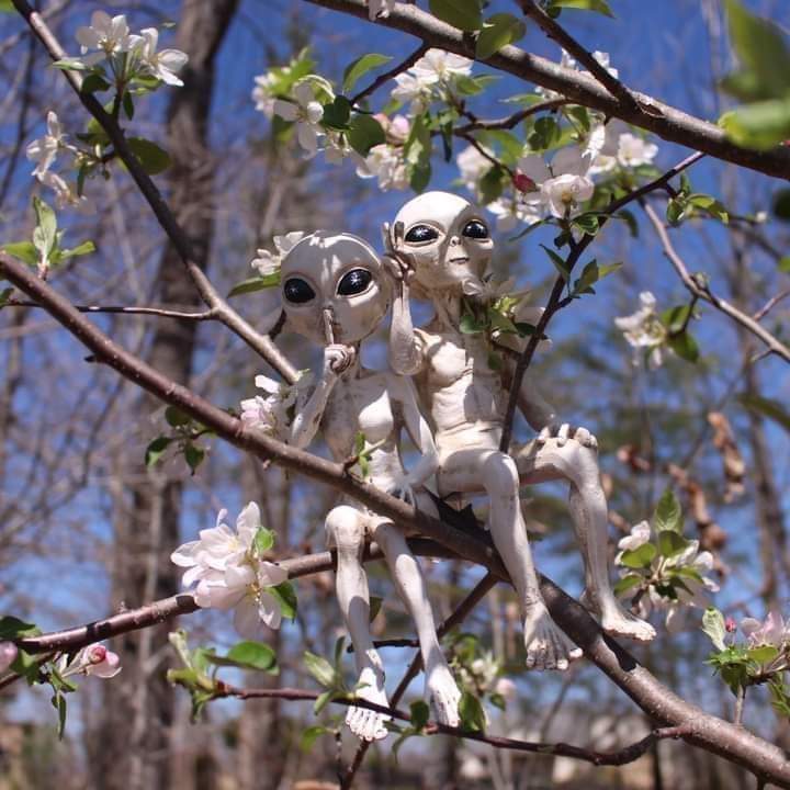 720x720, 65 Kb / инопланетяне, цветы