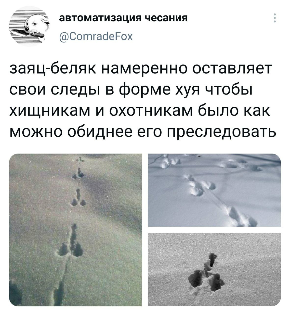 1182x1280, 216 Kb / следы, заяц, хуй, снег