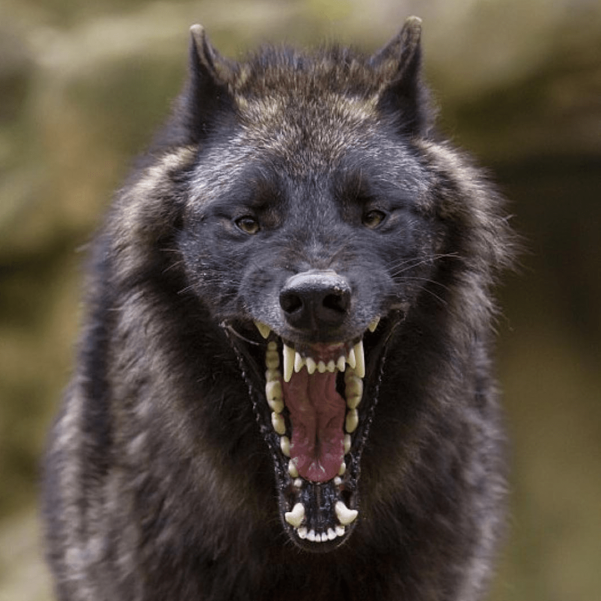 1190x1190, 623 Kb / волк, пасть, зубы