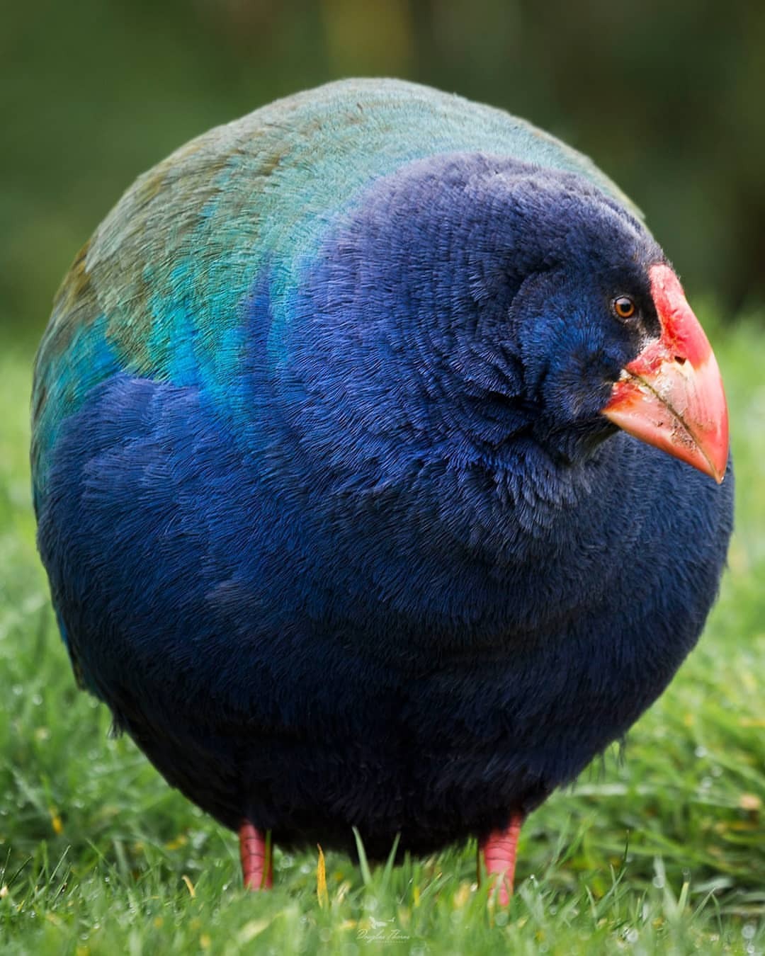 1080x1350, 194 Kb / штица, шар, такахе, бескрылая султанка, Новая Зеландия