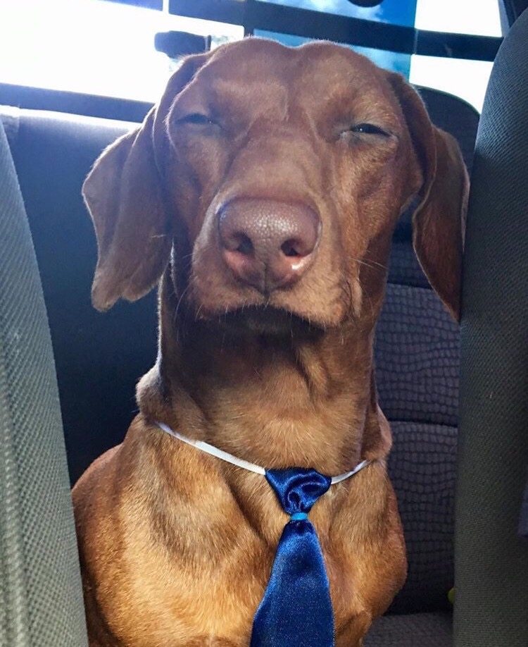 750x918, 127 Kb / Собака, прищур, галстук, подозревака