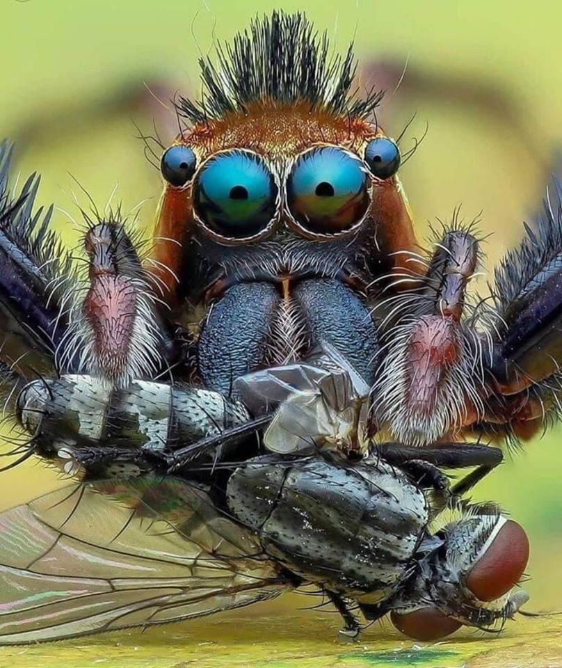 808x960, 172 Kb / муха, паук, макро