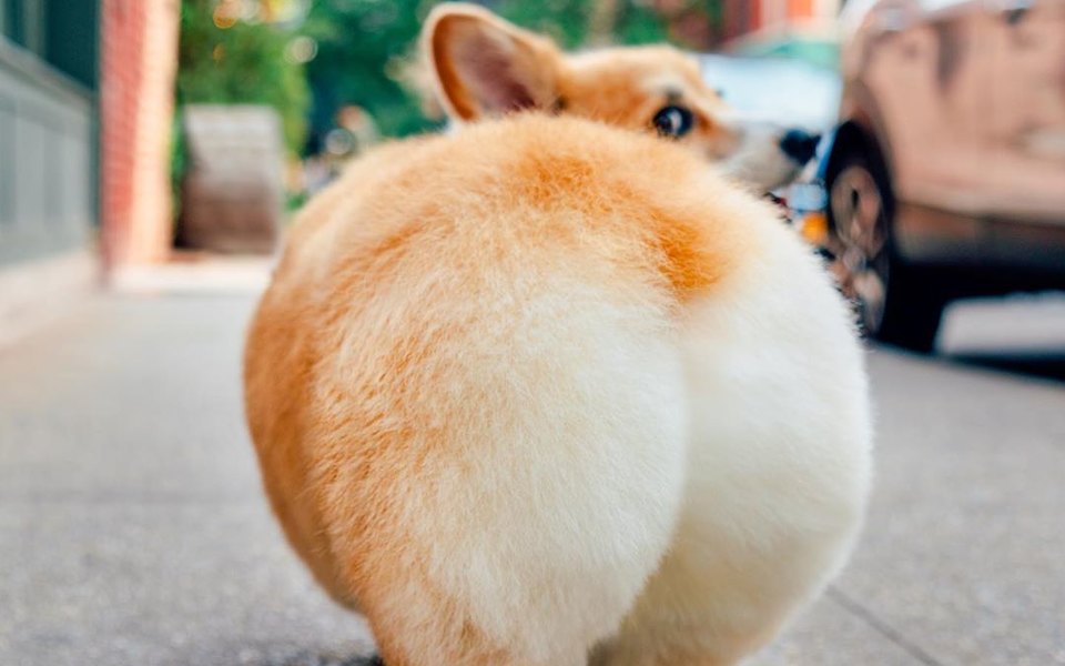 960x600, 68 Kb / собака, попа, корги